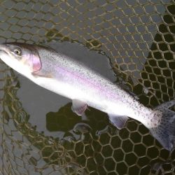 大安トラウトレイク釣果